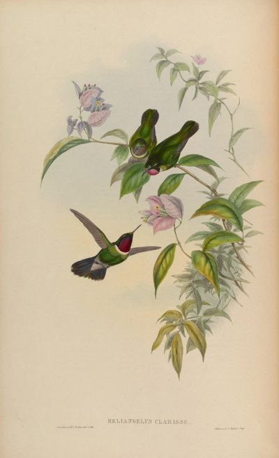 Heliangelus clarissae = Heliangelus amethysticollis clarisse - John Gould